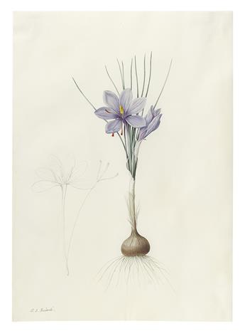 REDOUTÉ, PIERRE-JOSEPH. [Crocus sativus]